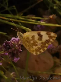 Resedawitje [Pontia daplidice]